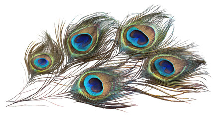 Obraz premium Photorealistic Peacock Feathers Displaying Blue Eyespots Isolated on Transparent Backdrop