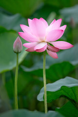 After the rain, the lotus pond is full of beautiful lotus flowers with different expressions.