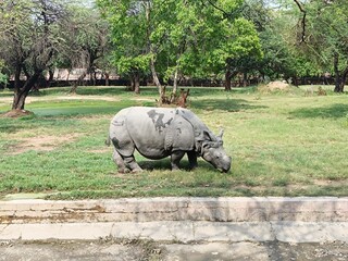 Picture of rhinoceros with selective focus