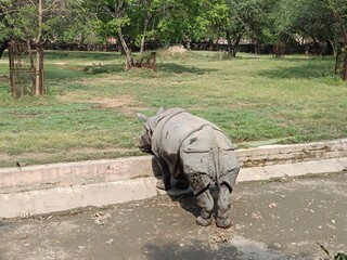 Picture of rhinoceros with selective focus