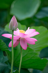 Fototapeta premium After the rain, the lotus pond is full of beautiful lotus flowers with different expressions.