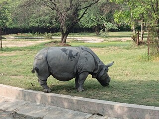 Picture of rhinoceros with selective focus