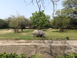 Picture of rhinoceros with selective focus