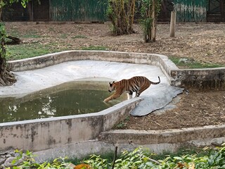 Picture of tiger with selective focus