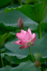 Fototapeta premium After the rain, the lotus pond is full of beautiful lotus flowers with different expressions.