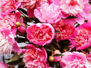 Beautiful peonies for any holiday. Lots of pretty and romantic flowers in floral shop