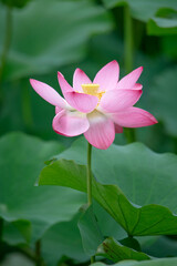 After the rain, the lotus pond is full of beautiful lotus flowers with different expressions.