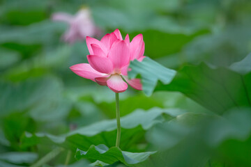 After the rain, the lotus pond is full of beautiful lotus flowers with different expressions.