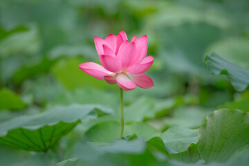 Obraz premium After the rain, the lotus pond is full of beautiful lotus flowers with different expressions.