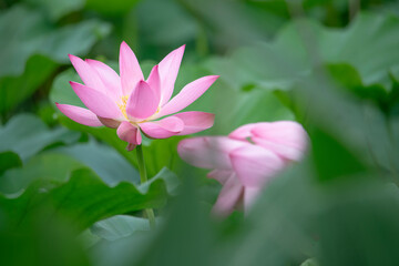 Obraz premium After the rain, the lotus pond is full of beautiful lotus flowers with different expressions.