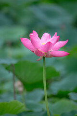 After the rain, the lotus pond is full of beautiful lotus flowers with different expressions.