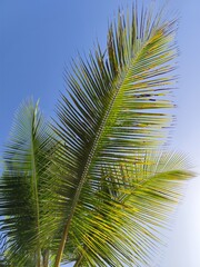 Fototapeta premium low angle view of coconut palm tree leaves in clear blue sky background. Vacation in exotic destination background