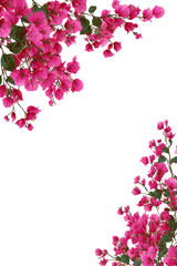 Vibrant Pink Bougainvillea Branches Cascade with Green Leaves