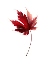 Vibrant Red Maple Leaf Detailed Veins Isolated on Black Background Photorealistic Close Up