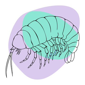 This image is an artistic line drawing of an amphipod with abstract color splashes, suitable for blogs about marine biology, aquatic ecosystems, or scientific illustrations.

