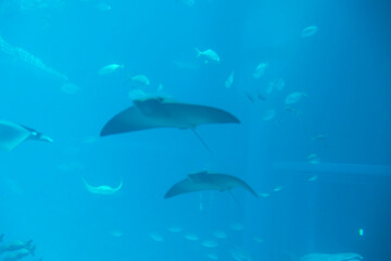 Spinetail devilray (Mobula mobular) under water