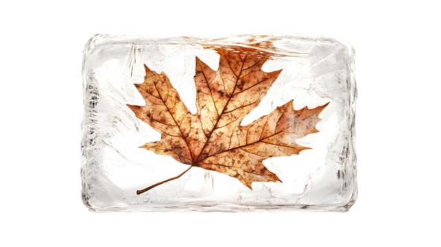 Hyperrealistic render of a single autumn leaf frozen perfectly inside a clear block of ice, detailed leaf veins and ice texture, isolated on Transparent background