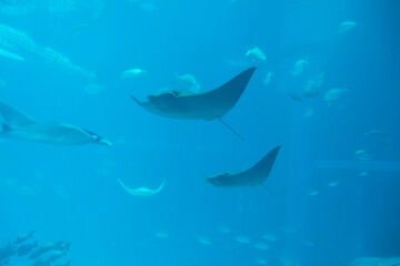 Spinetail devilray (Mobula mobular) under water