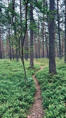 path in a pine forest