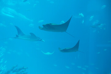 Spinetail devilray (Mobula mobular) under water