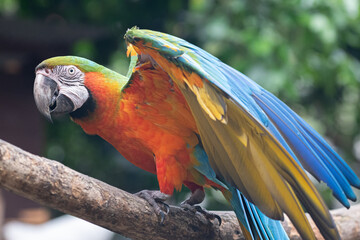 羽を広げてアピールするコンゴウインコ