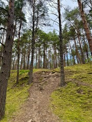 path in a pine forest
