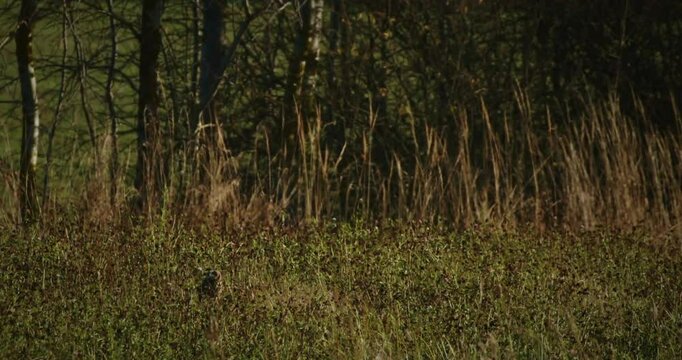 The short-eared owl - Asio flammeus siting in meadow grass. family Strigidae. Owls belonging to genus Asio are known as the eared owls, as they have tufts of feathers resembling mammalian ears