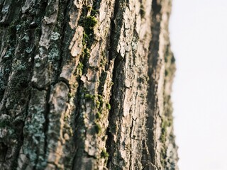 Obraz premium tree trunk 