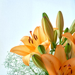 orange lily flower close up