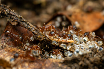 Red forest ant - Myrmica ruginodis, small forest ant native to forests and woodlands of Northern Europe and Asia.