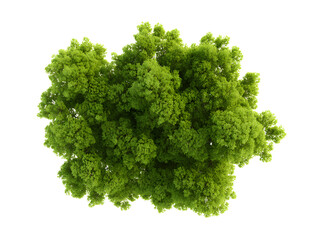 Obraz premium Top view of lush green tree crown isolated on white. Photorealistic tree crown, isolated on white background. Great for landscaping, architecture, or urban planning visual