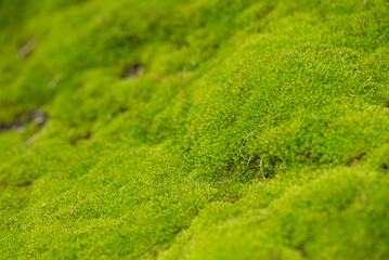 close up of green moss in nature background.
Green moss background. Close up of green moss texture. Green moss background.