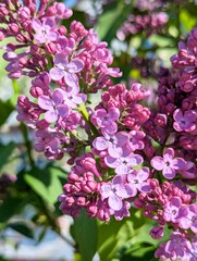 A branch of lilac with delicate purple flowers beginning to bloom. In the background are blurred outlines of other lilac bushes. On the cobweb, a small spider and a bee in flight are visible