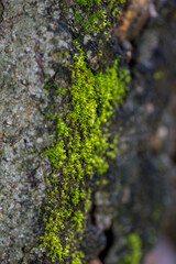 close up of green moss in nature background.
Green moss background. Close up of green moss texture. Green moss background.