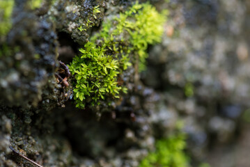 close up of green moss in nature background.
Green moss background. Close up of green moss texture. Green moss background.