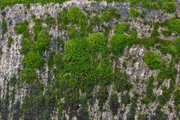 close up of green moss in nature background.
Green moss background. Close up of green moss texture. Green moss background.