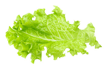Salad leaf. One green lettuce isolated on white background. clipping path