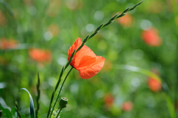 Red poppy flower from the side