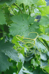Vertical background with raindrops on grape leaves