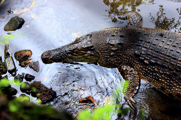 buaya muara, crocodile (Crocodylus porosus) Saltwater crocodile, Indo-Australian crocodile,...