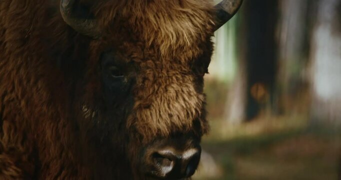 European Bison Or Bison Bonasus, Also Known As Wisent Or European Wood Bison In Autumn Forest close up head portrait. Bison in forest