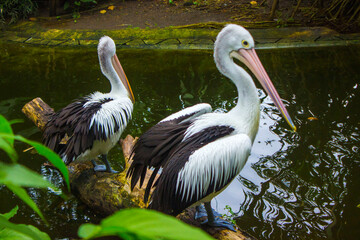 The Australian pelican (Pelecanus conspicillatus) is a large waterbird in the family Pelecanidae