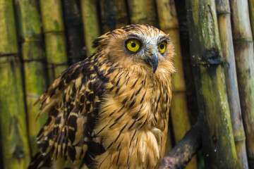 Photo of an Owl with big eye in photography, high resolution photo of owl cub.