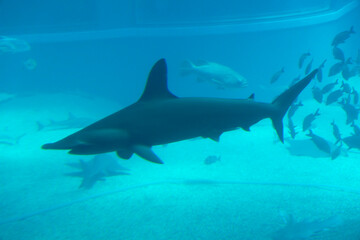 Scalloped hammerhead (Sphyrna lewini) under water