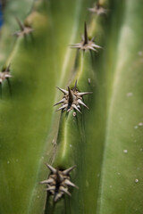 close up of a cactus