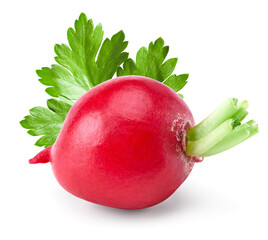 fresh radish isolated on white background. clipping path