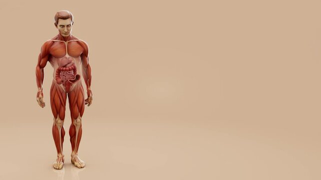 Conceptual animation of a man's anatomy and colon cancer