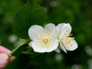 Jasmine flower in bloom, showcasing beauty and elegance, with a blurred green background
