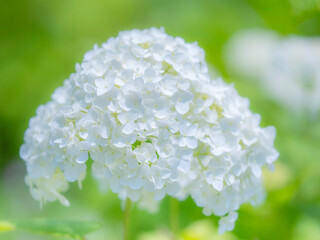 梅雨から初夏の公園や花壇を彩るアジサイ（アナベル）のある風景。繊細で美しい装飾花の様子のクローズアップ。木漏れ日の光でボケた景色。ぼんやりした花畑のイメージ