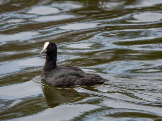 Eurasian Coot on lake